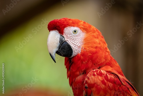 Closeup of Ara parrot head in blurred background