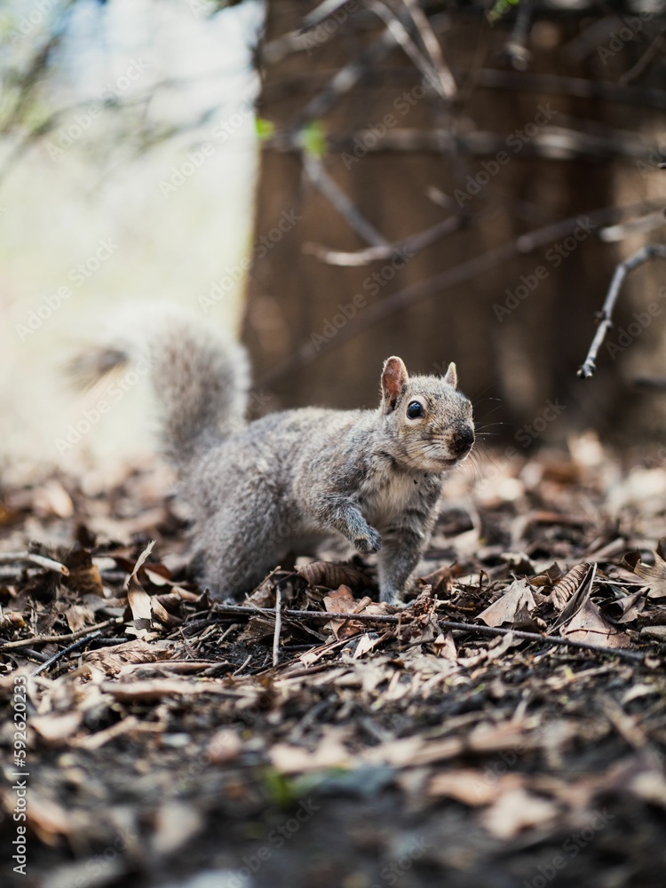 Closeup of gray squirrel on ground with fallen leaves Closeup of gray squirrel on ground with fallen leaves