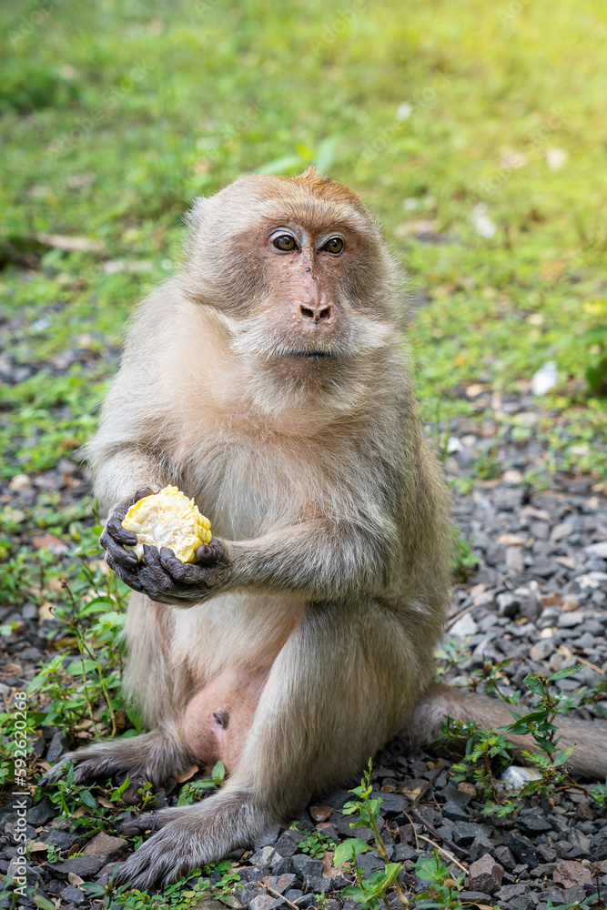Fototapeta premium Portrait of wild brown fur macaque monkey animal eating maize corn, sitting on the ground and looking aside against background of green lawn grass at a sunny day in Thailand