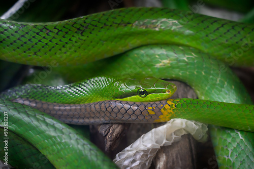 Portrait of asian tropical bright green wild snake looking at camera with the eye rolled itself up into a ball