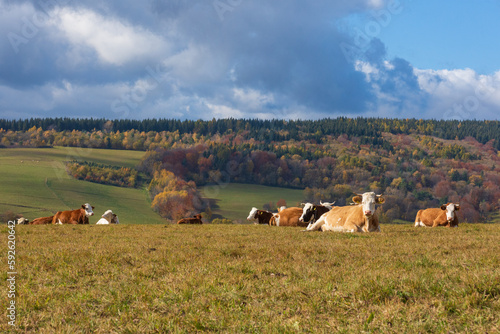 Cows chilling in a meadow in Beskid Niski, Poland.