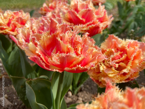 Curly leaves tulip red and pale yellow