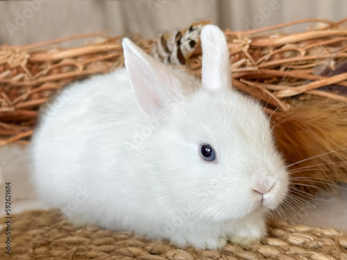 little white rabbit in Easter décor