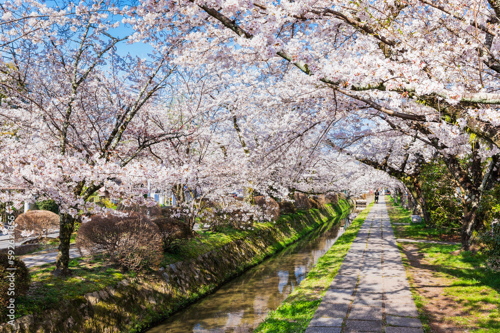 春の京都 哲学の道