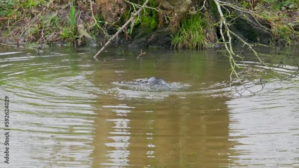 Otter playing in the water. Spinning around. Otter playing in the water. Spinning around.
