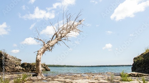 Lone leafless tree near the seashore