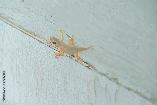 A little brown lizard perched on a light blue cement wall. It thrives in the tropics, inhabiting people's homes by hiding and disguising themselves to match the color of the walls they live on.