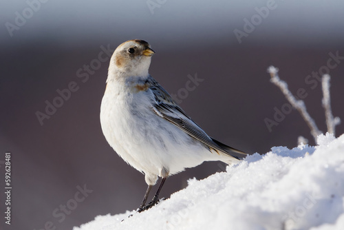 Snow bunting (Plectrophenax nivalis) standing in the snow in early spring.   © Henri