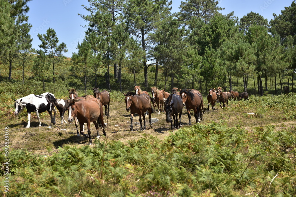 El caballo y su forma de vida