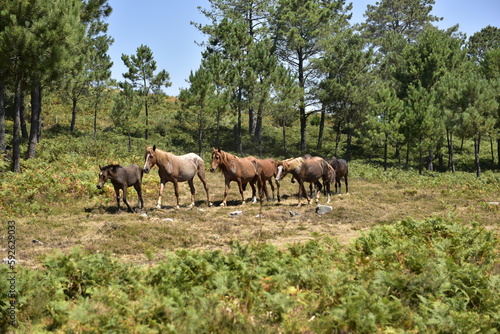 El caballo y su forma de vida