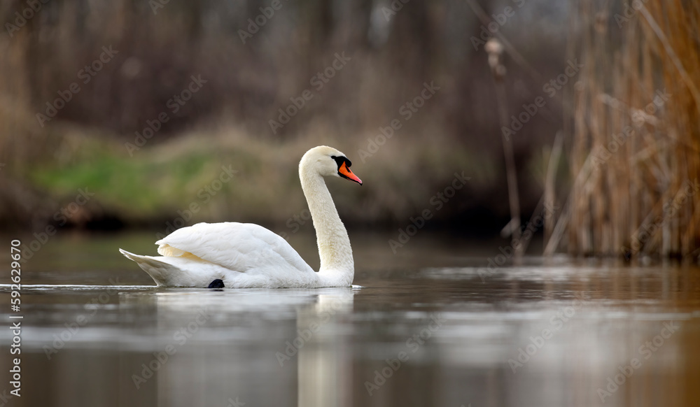 swan in a natural habitat floating in a pond.