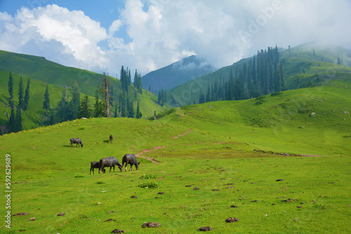 Buffalos eating grass in green landscape 