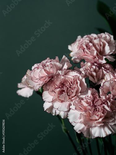 Pink carnations. Bouquet of pink carnations on a dark background