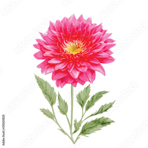 Watercolor chrysanthemum flowers with red and pink color. Hand painted floral illustration isolated on white background. Can be used as element for wedding invitations  cards