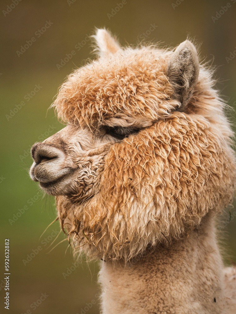 Vertical shot of a camel (Camelus)