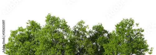 Greenery jungle trees landscape on transparent backgrounds 3d illustration
