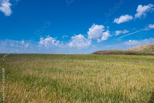 Vast open fields of waving grain against sunlit sky background