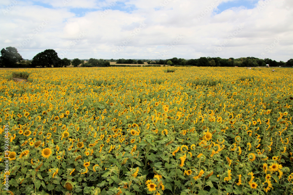 Sunflowers in a field in Shropshire