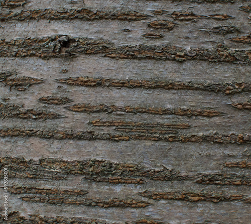 Details of the bark of prunus avium