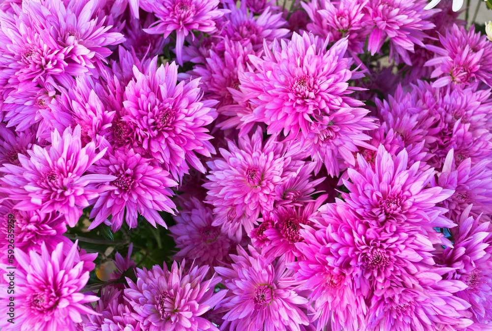 A lush, profusely flowering bush of fresh, delicately pink chrysanthemums in garden bed on sunny summer day. Floriculture as hobby. Summer gardening concept. Floral texture. Top view, closeup A lush, profusely flowering bush of fresh, delicately pink chrysanthemums in garden bed on sunny summer day. Floriculture as hobby. Summer gardening concept. Floral texture. Top view, closeup