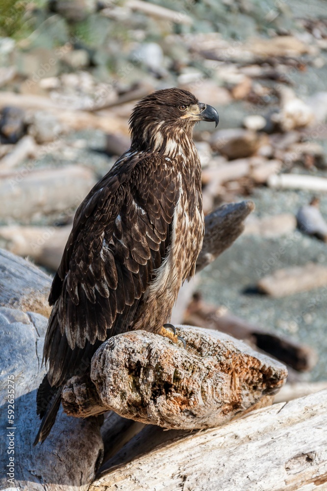 Fototapeta premium Vertical shot of a young bald eagle sitting on a log on the beach with rocks in background