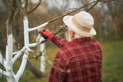 Back view of old male whitewashing branches with brush. Gardener wearing plaid shirt and panama hat standing, taking care of plants in orchard in spring. Concept of nature.