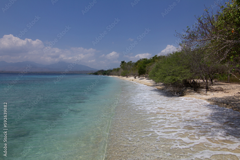 beach with palm trees