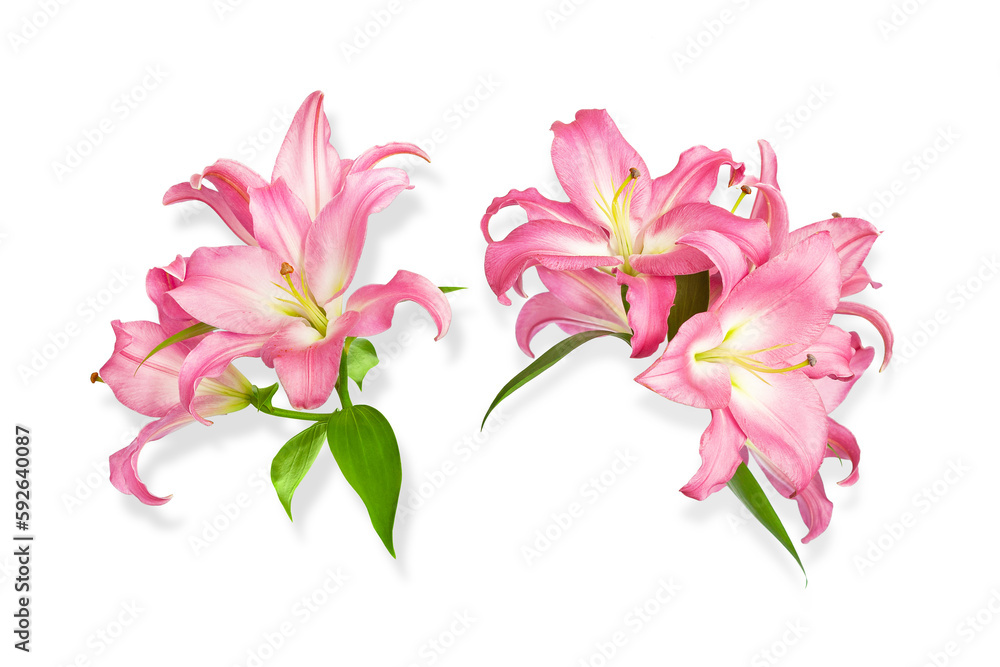 Pink lilies. Two lilies flowers. Flowers are isolated on a white background. Isolated object for installation