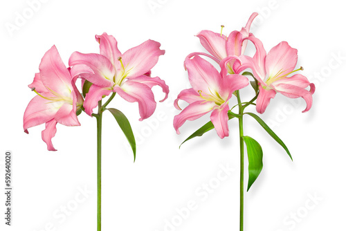 Pink lilies. Two lily flowers. Flowers are isolated on a white background. Isolated object for installation