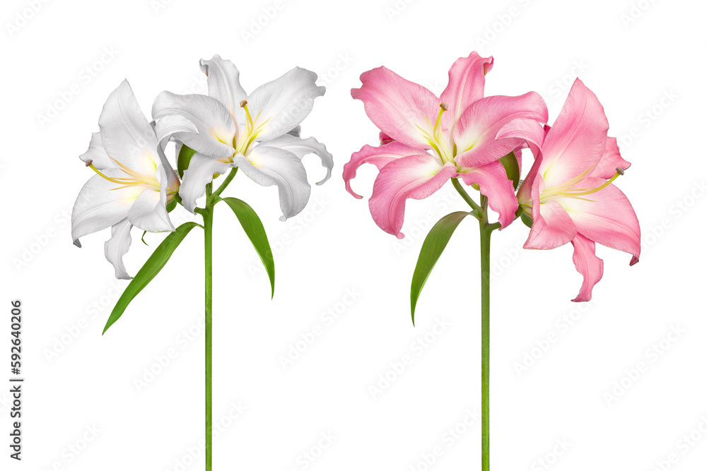 White and pink lilies. Two lily flowers. Flowers are isolated on a white background. Isolated object for installation