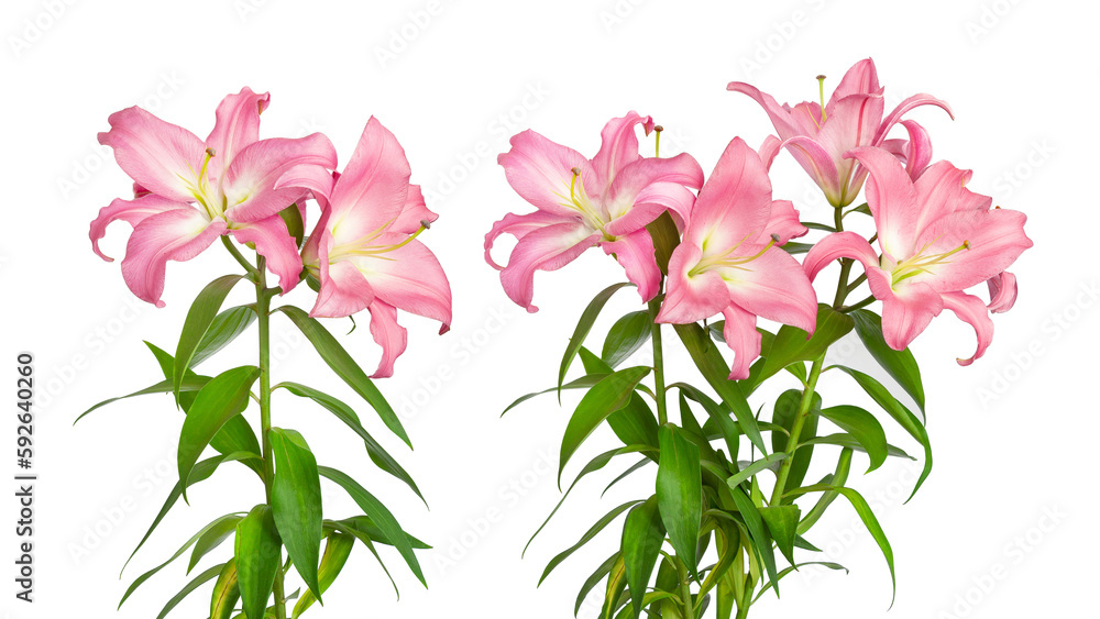 Pink lilies. Teo lily flowers. Flowers are isolated on a white background