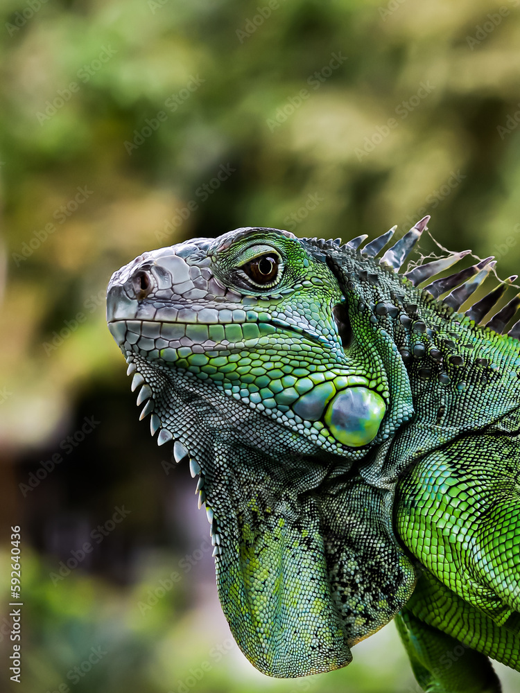 Obraz premium Concept of a small green iguana reptile in the Sriwedari park, Cibubur, Indonesia