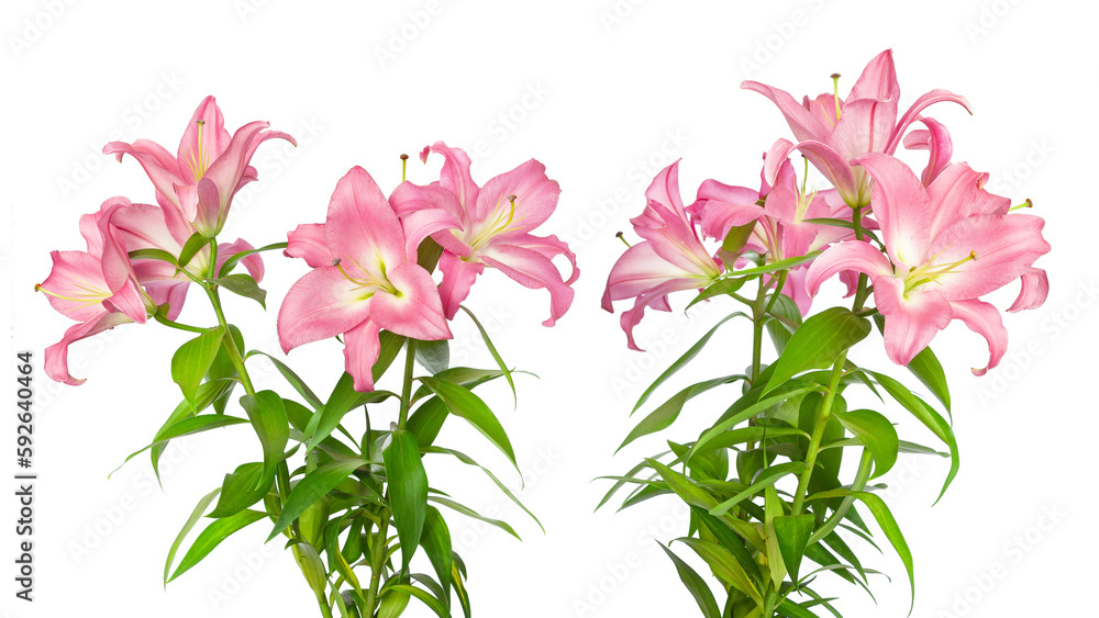 Lilies flowers. Pink lilies. Two beautiful flowers isolated on white. Template for design