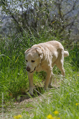 Senior Labrador Retriever on footpath