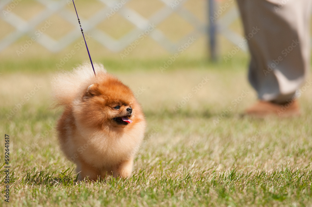 Tiny Pomeranian in the dog show ring