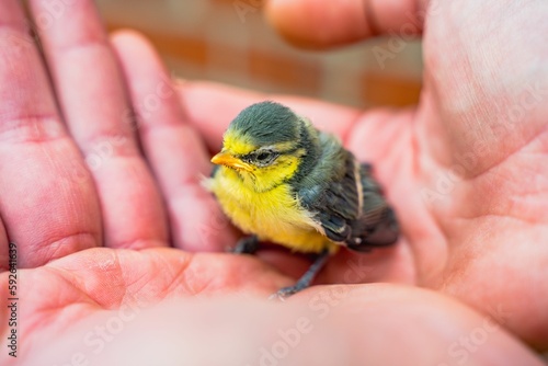 Closeup of a small, frightened tit has fallen out of its nest held in hands © Artur Badziura/Wirestock Creators