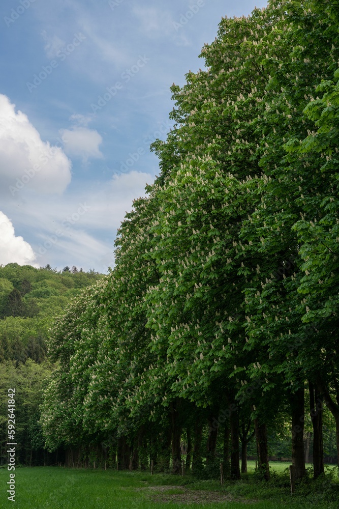 Fototapeta premium Vertical shot of a tree-lined footpath close to Odenthal, Bergisches Land, Germany