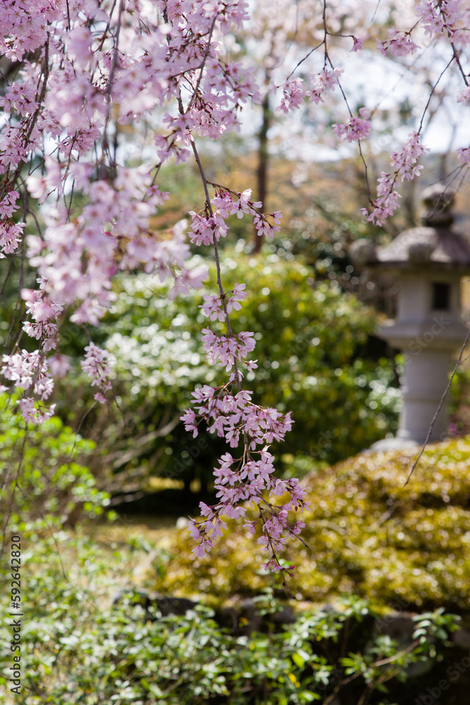 京都天龍寺の春景色