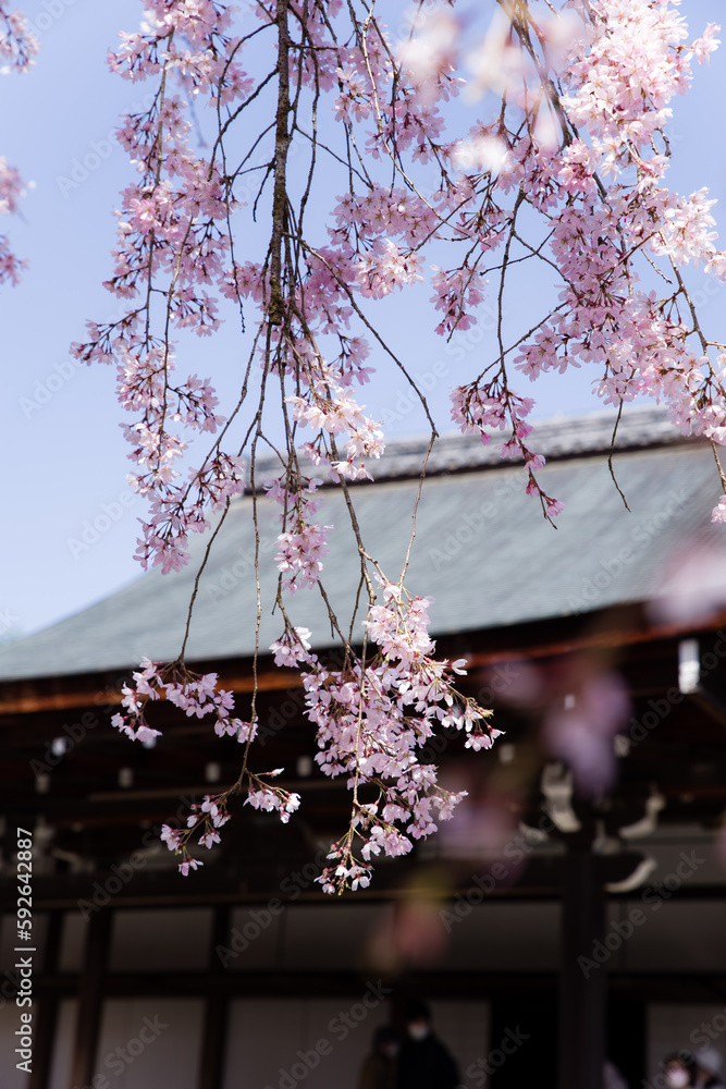 京都天龍寺の春景色