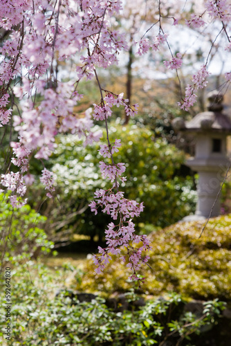 Obraz na płótnie 京都天龍寺の春景色 w salonie