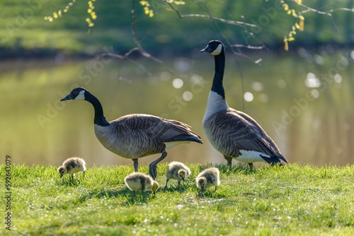 Fototapete Selective focus shot of Canada geese with goslings