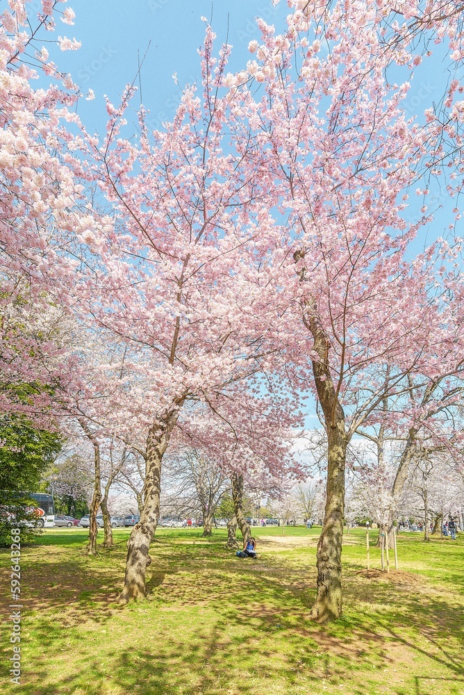 Flowering sakura trees in the park