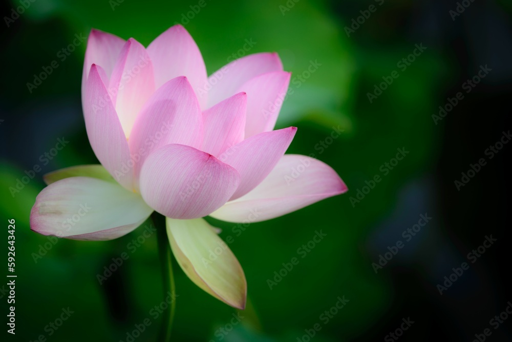 Selective focus shot of beautiful pink lotus