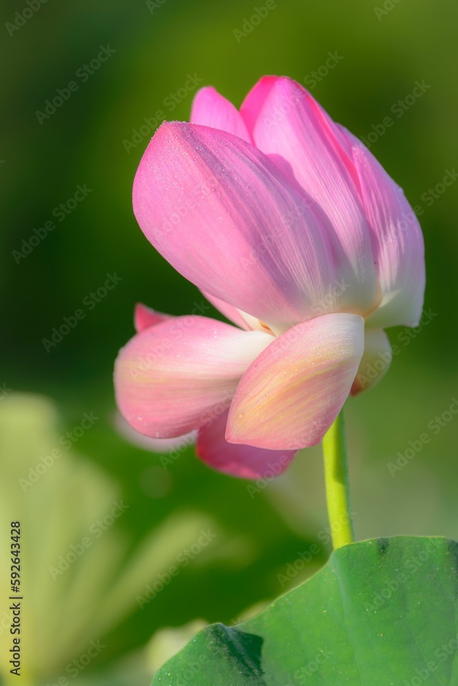 Selective focus shot of pink lotus