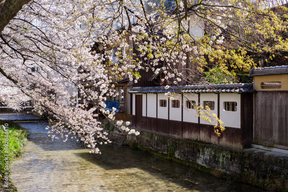 京都白河筋の春風景