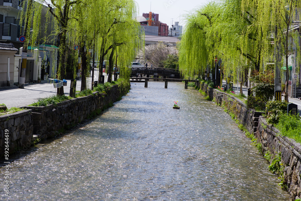 京都白河筋の春風景