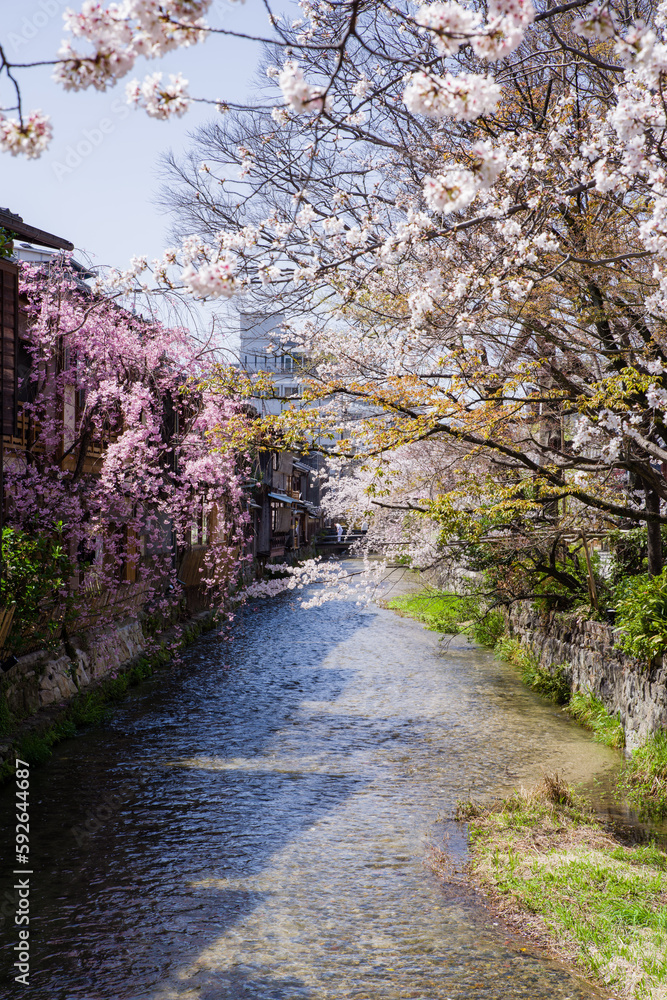 京都白河筋の春風景