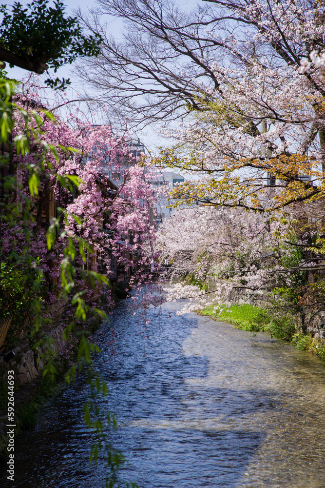 京都白河筋の春風景