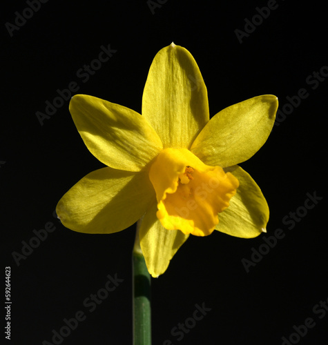 Fototapeta Naklejka Na Ścianę i Meble -  Daffodil Narcissus