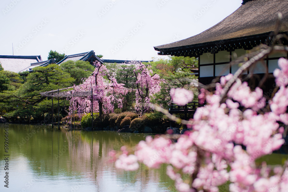 京都平安神宮の春景色